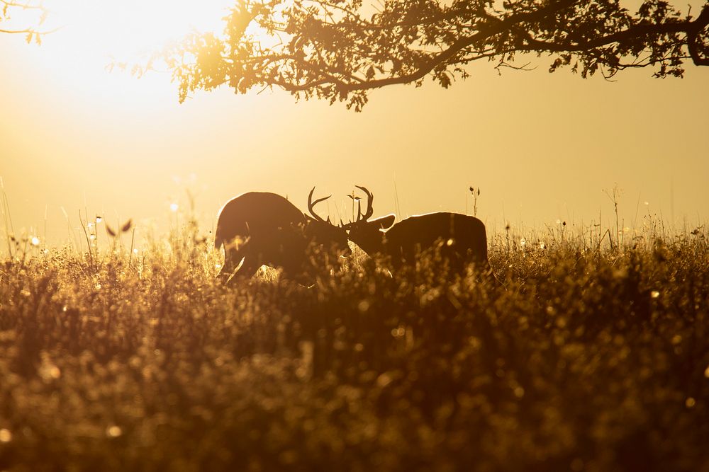 Deer, animal aesthetic during sunset. Free public domain CC0 photo.