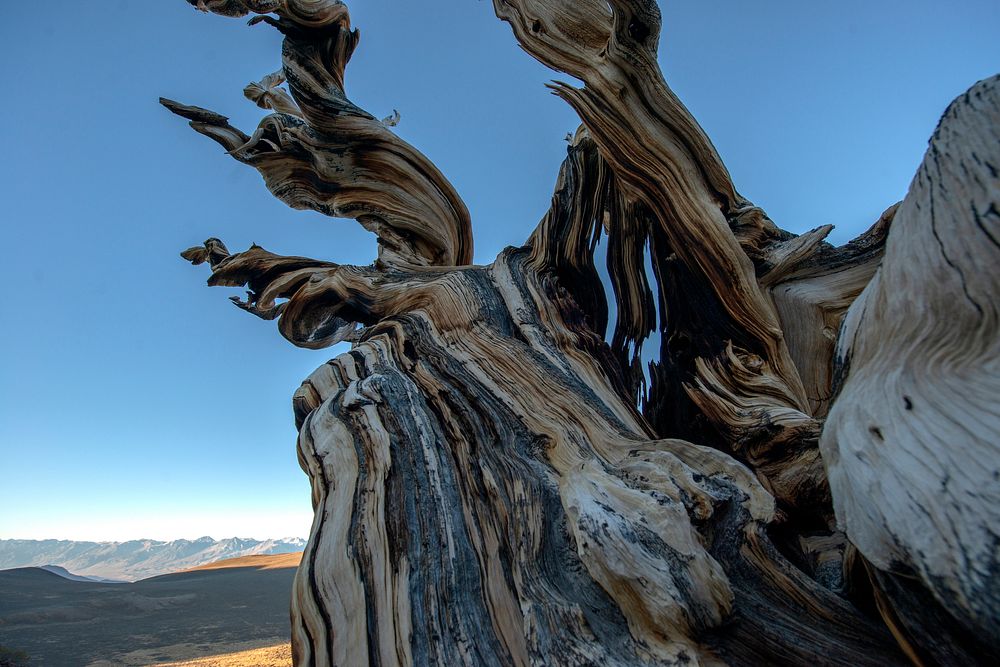 The world's oldest trees, Bristlecone Pines, in the Inyo National Forest, California. The trees range from 4,000 to 5,000…