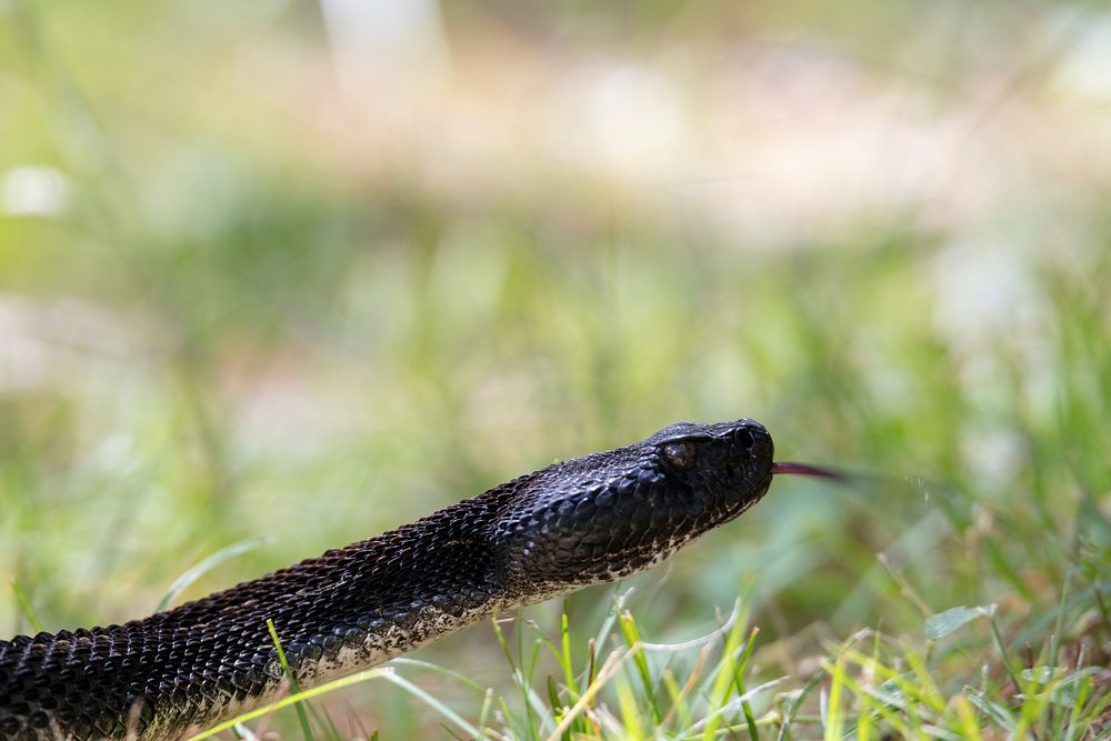 Eastern timber rattlesnake. Free public domain CC0 photo.