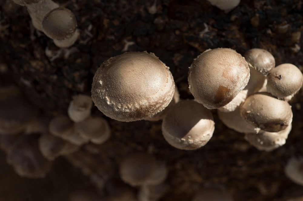 Shiitake mushroom growing substrate log Free Photo rawpixel