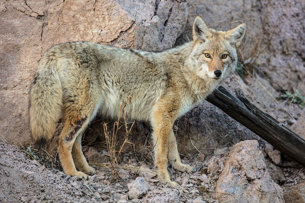 Coyote with wounded leg. Original public domain image from Flickr
