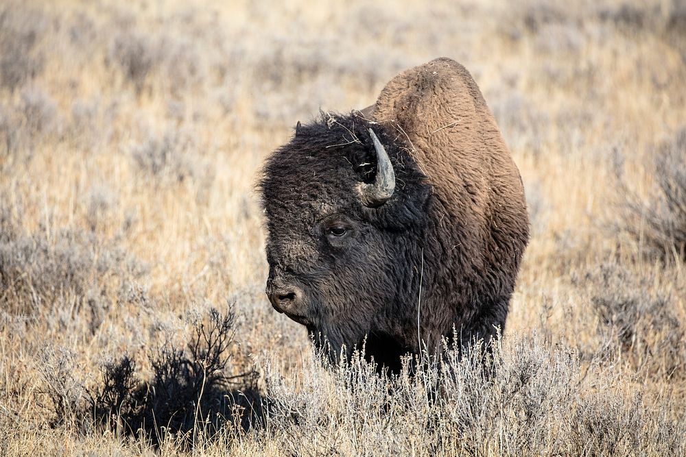 Male Bison Near Pelican Valley. Original public domain image from Flickr
