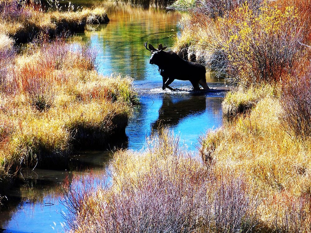Bear River BullBull moose crossing stream. Taken on 10/15 by C. WilliamsPhoto Credit: US Forest Service.. Original public…