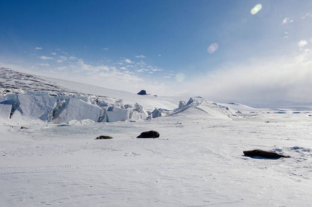 A Weddell Seal Basks in the sun as it Lays on the ice Outside Scott Base, the New Zealand Research Station