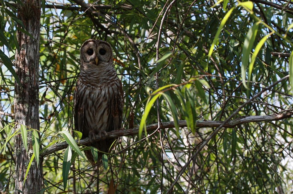 Barred Owl. Original public domain image from Flickr