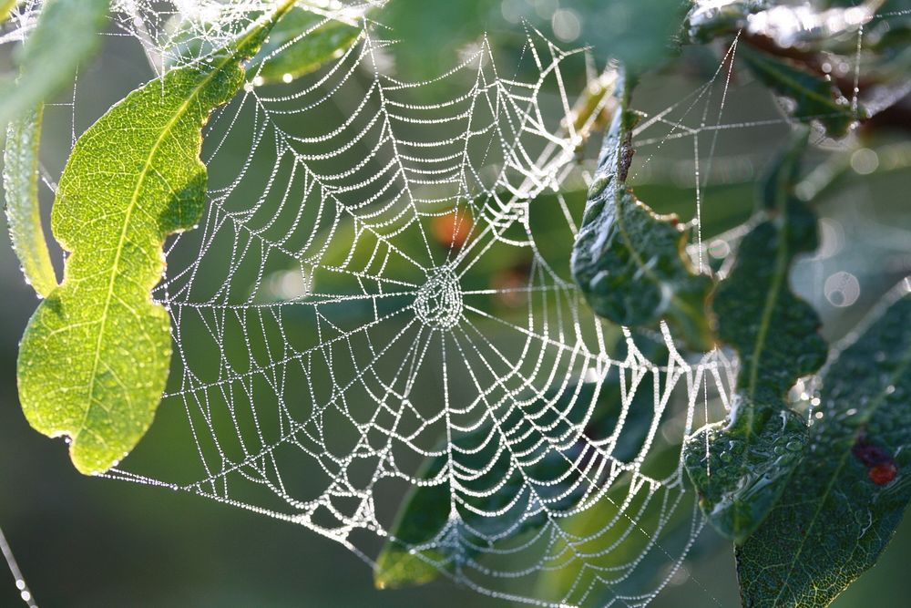 Spider Web. Original public domain image from Flickr