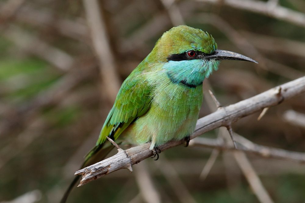 Asian green bee-eater bird. Free public domain CC0 photo.