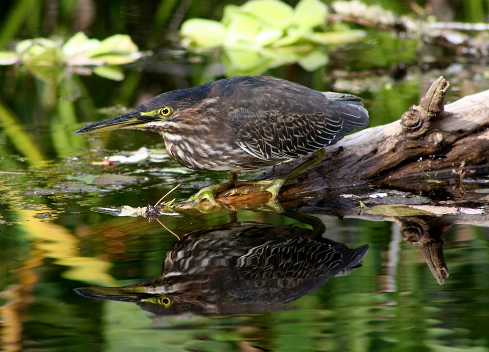 Green heron.