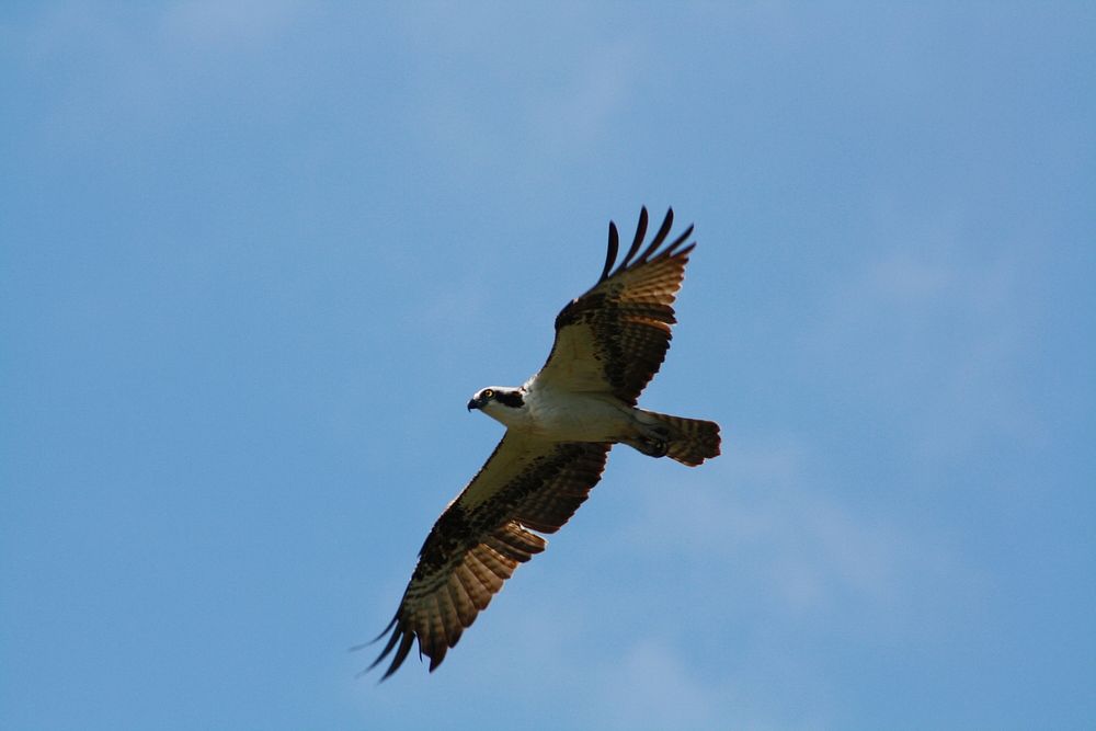 Osprey flying in the sky. Original public domain image from Flickr