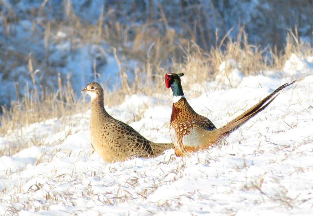 Ring-necked PheasantsThis pair of ring-necked pheasants was spotted at Morris Wetland Management District in Minnesota.Photo…