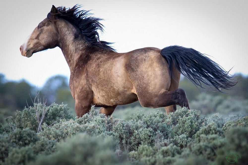 Horse. Original public domain image from Flickr
