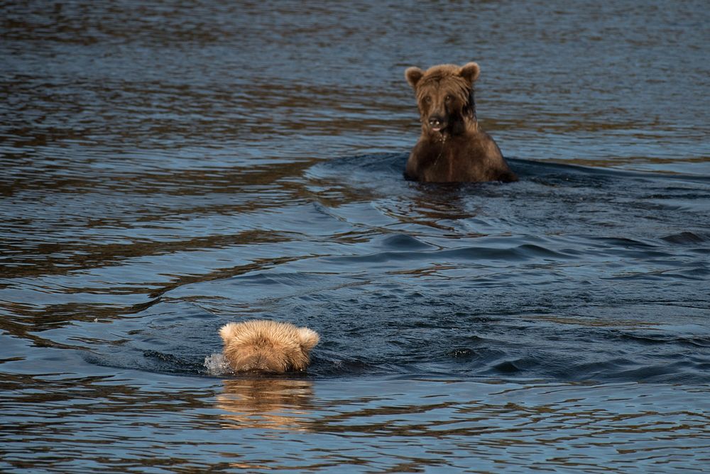 Two subadult brown bears looking for salmon NPS Photo/Russ Taylor