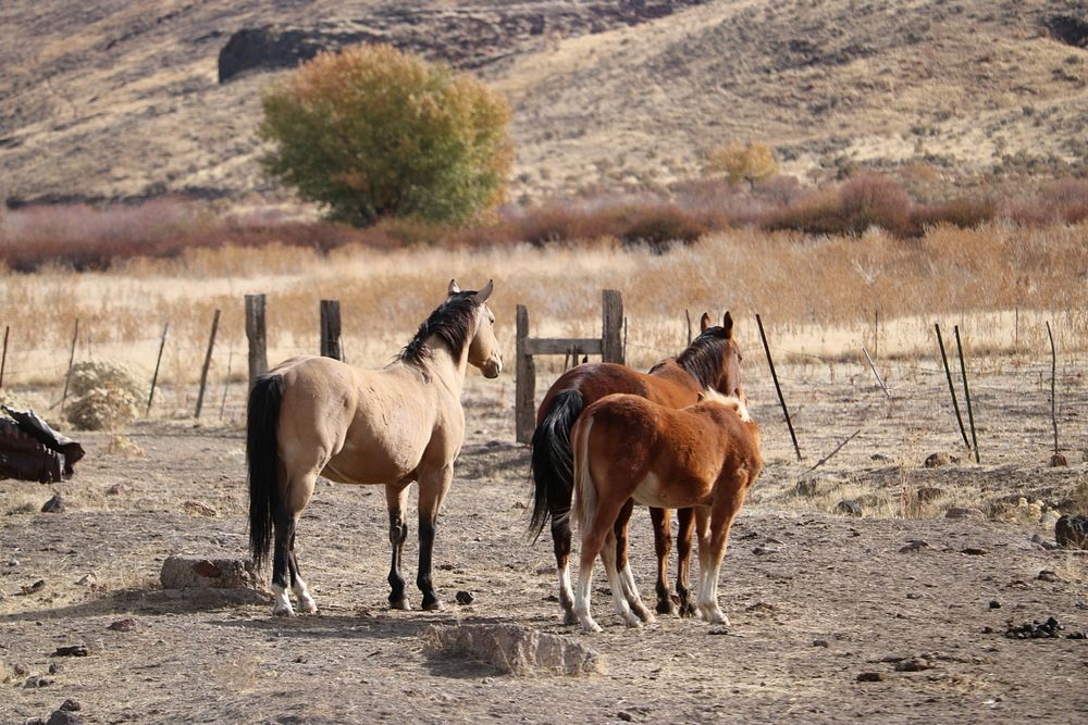 PreRemoval: Fort McDermitt Cooperative Domestic Horse RemovalTribally owned horses roaming on Paiute and Shoshone Tribal…