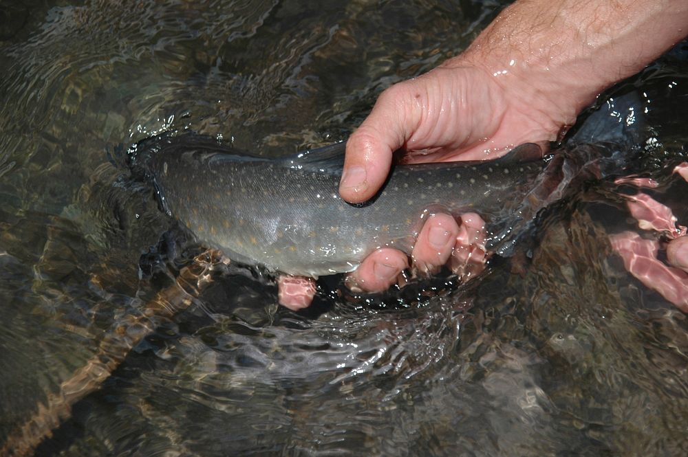 release of bull trout