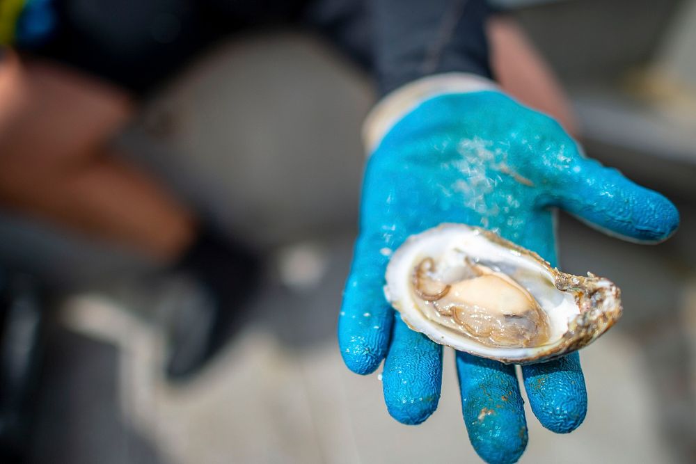 Auburn University School of Fisheries Associate Professor Dr. William “Bill” Walton discusses their oyster research at the…