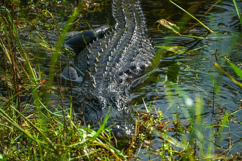 Alligator in still water. Original public domain image from Flickr