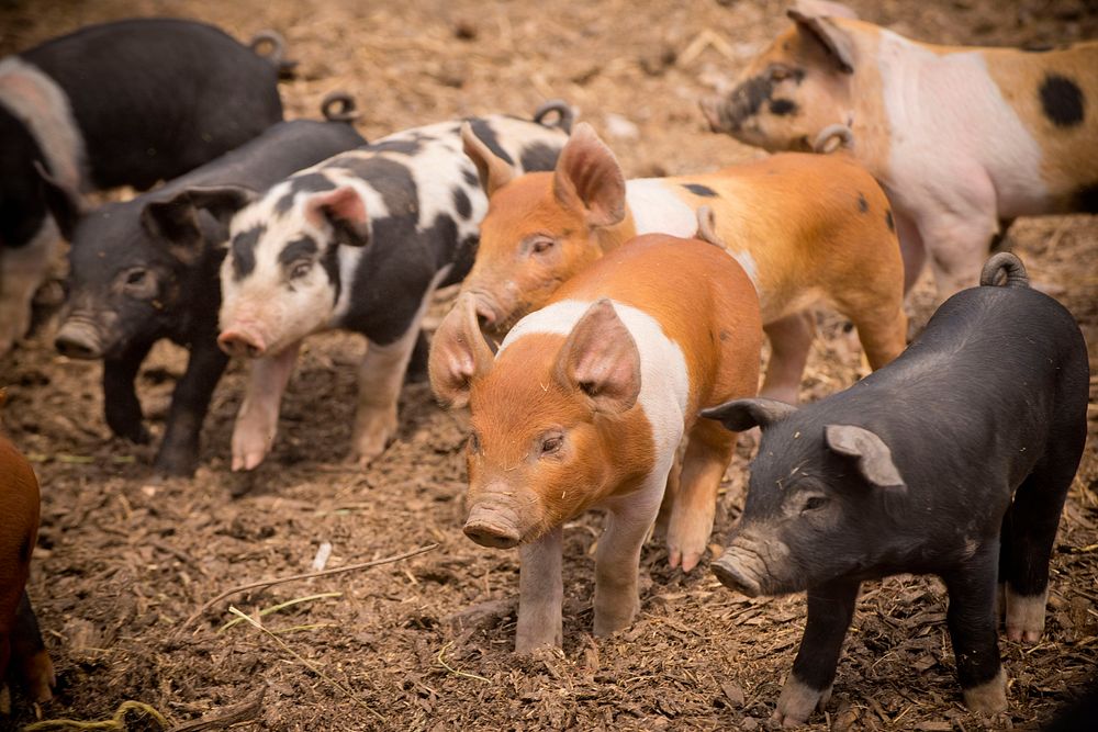 Joe Purcell, owner of the Purcell Ranch near Lolo, Mont., raises hogs and uses the manure byproduct to augment his soil…