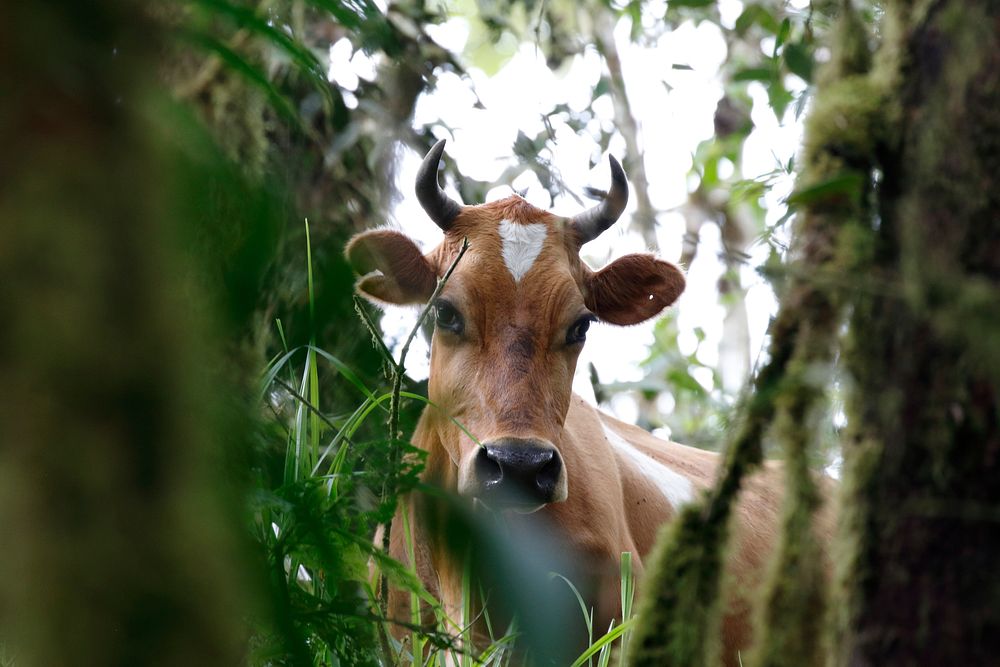 Nature cow & bull in the nature. Free public domain CC0 photo