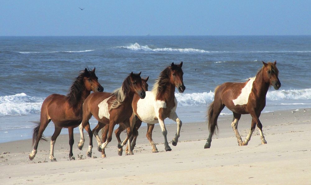 Horses trotting on beach. Original public domain image from Flickr