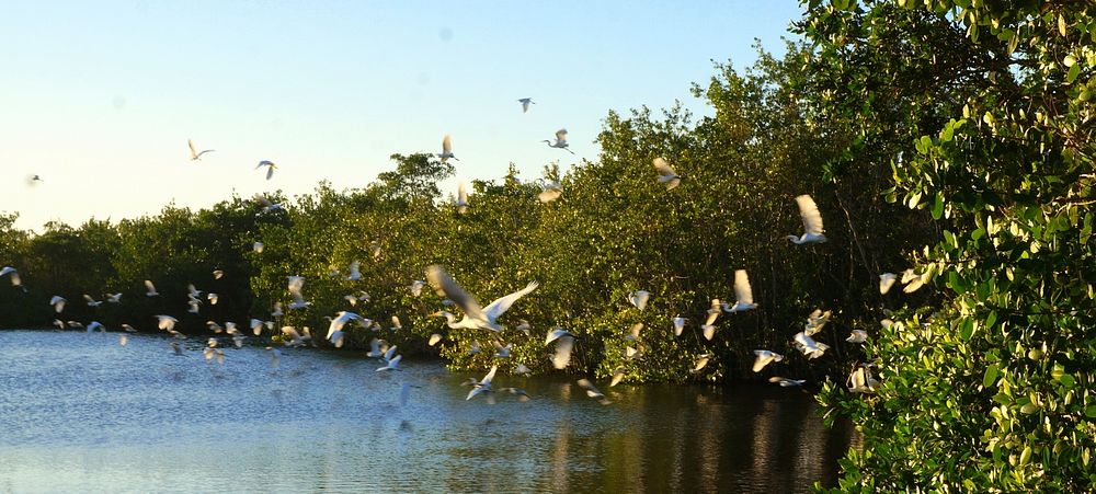 Flight of wading birds in EVER. Original public domain image from Flickr
