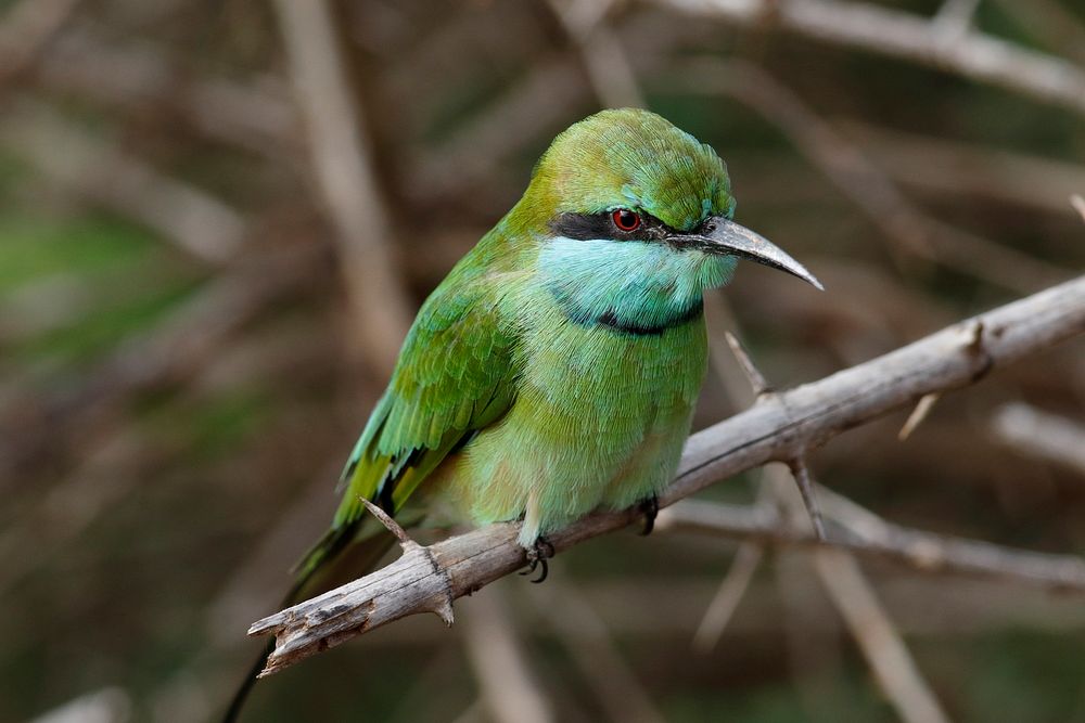 Asian green bee-eater bird. Free public domain CC0 photo.