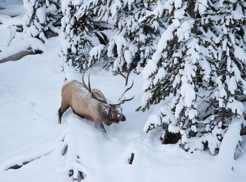 Bull elk by Obsidian Creek in snowby Jim Peaco. Original public domain image from Flickr