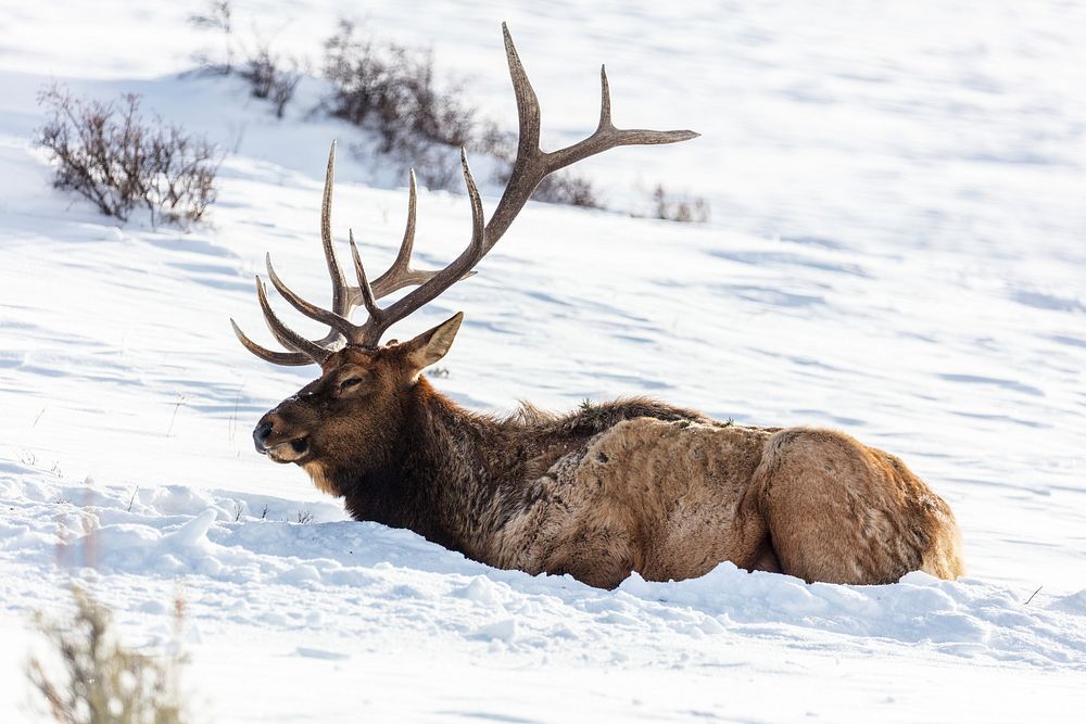 Bull elk resting near Blacktail Ponds. Original public domain image from Flickr
