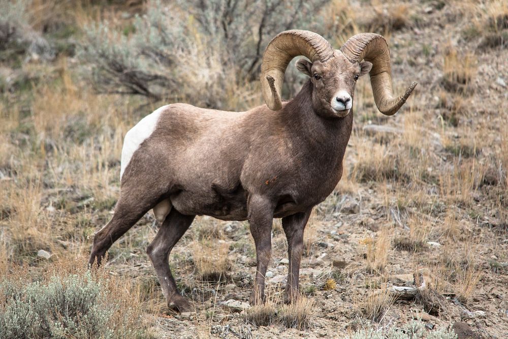 Ram in Gardner Canyon by Jacob W. Frank. Original public domain image from Flickr