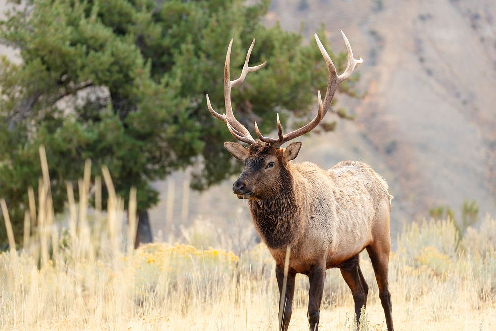 Bull elk in Mammoth Hot Springs. Original public domain image from Flickr