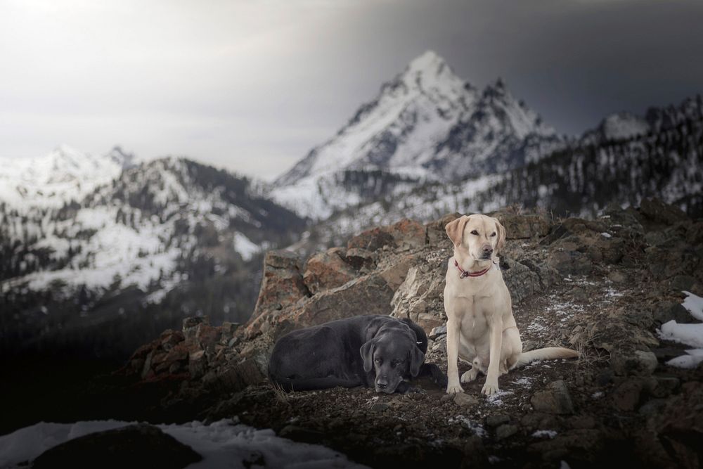Dogs, Cooper and Kody, take a break amidst an amazing vista in the Okanogan Wenatchee National Forest, Washington. Original…