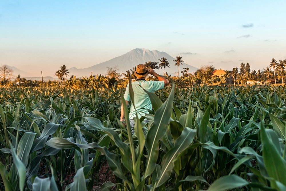 Man in farm, rear view. Free public domain CC0 image.