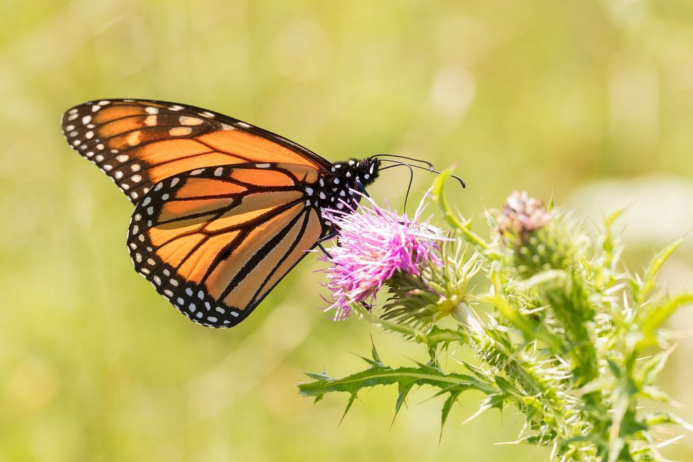 Monarch butterfly background. Free public domain CC0 photo.