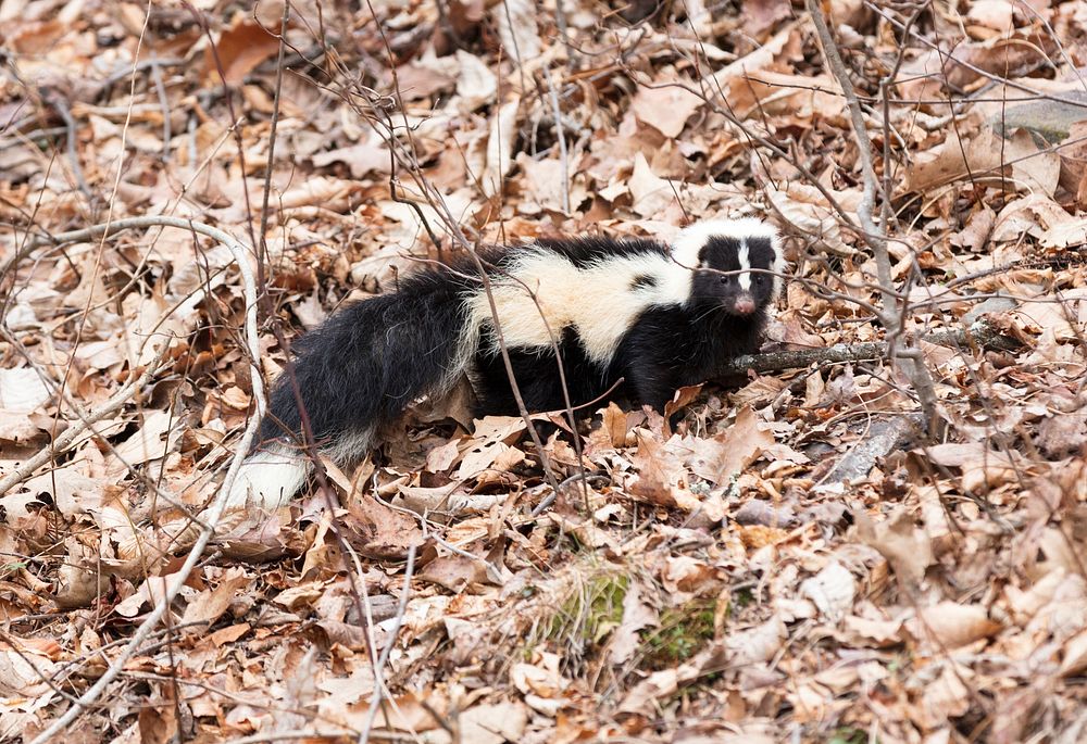 Striped skunk on leafy ground. Free public domain CC0 image.