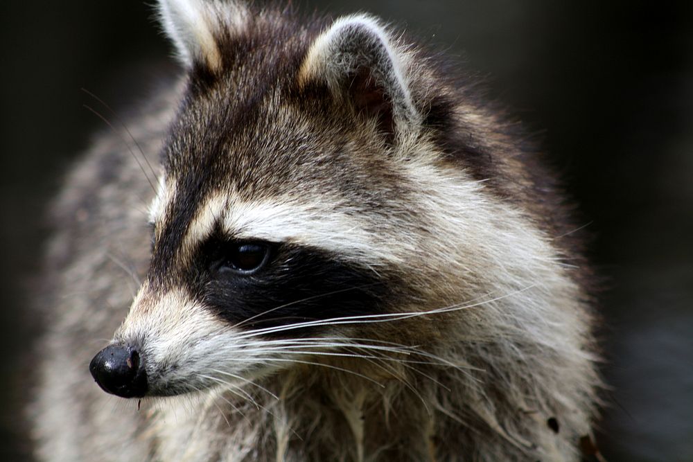 Raccoon. Original public domain image from Flickr
