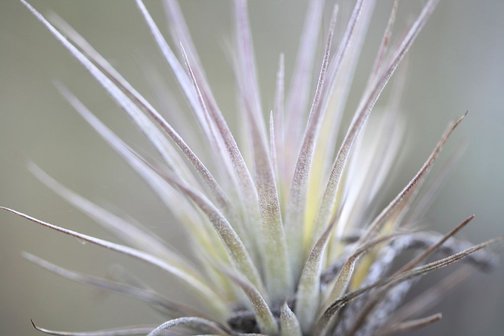 Cardinal Airplant. Original public domain image from Flickr