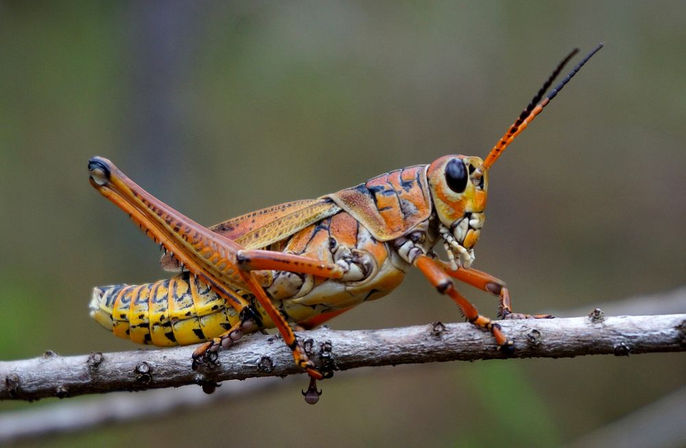 Lubber grasshopper. Original public domain image from Flickr