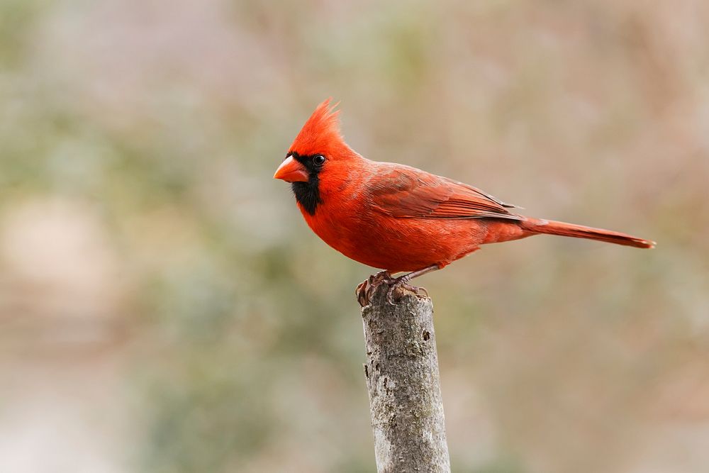 Northern cardinal St. Louis Cardinals, Free Cardinal, presentation, fauna  png