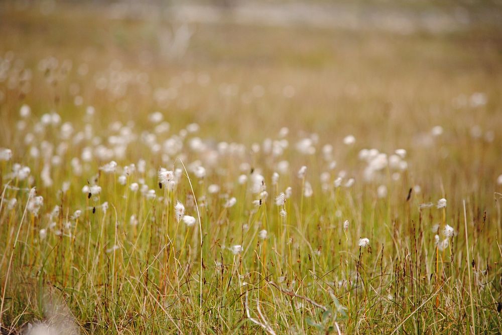 Cotton GrassCotton grass blows in the breeze. (Nakolik - Waypoint 10). Original public domain image from Flickr
