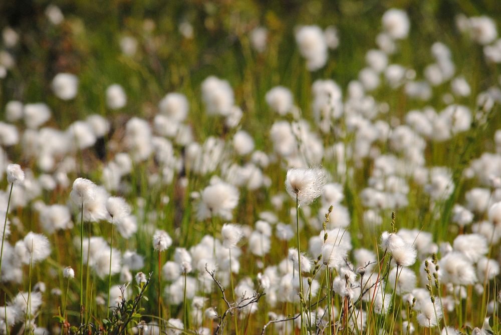 Cotton GrassCotton grass blows in the breeze. (Nakolik - Waypoint 10). Original public domain image from Flickr