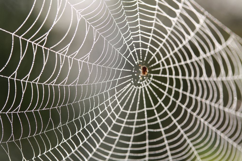 Spider Web. Original public domain image from Flickr