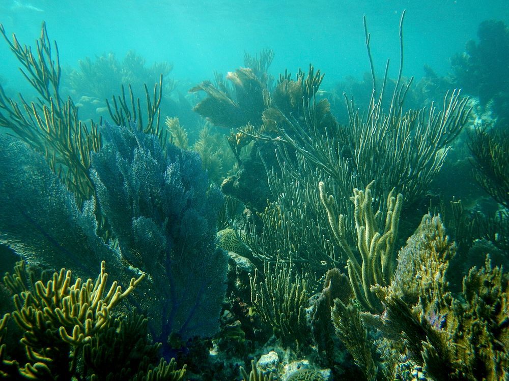 Coral Reef at Dry Tortugas National Park. Original public domain image from Flickr