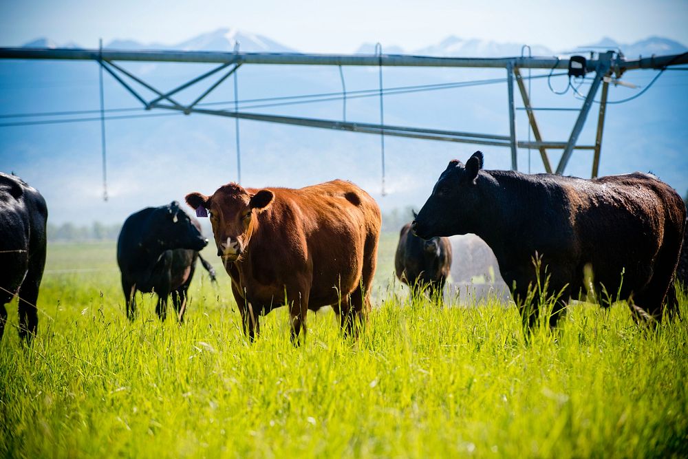 Stephen Becklund, manager of the J Bar L Ranch near Twin Bridges, Mont., developed and implemented a conservation plan with…