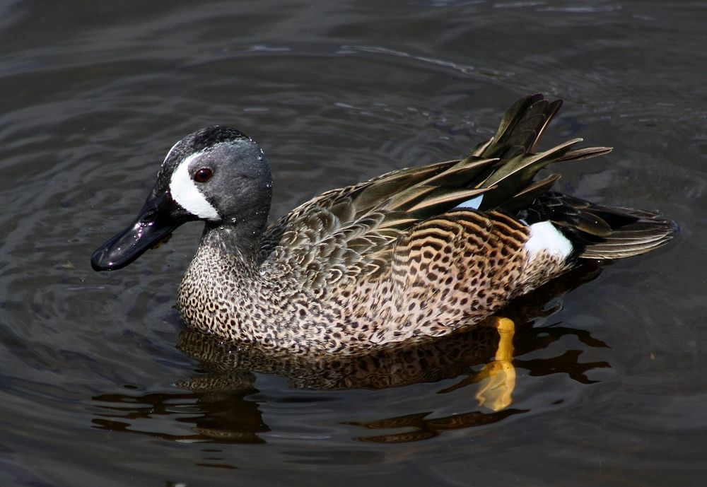 Blue-winged Teal. Original public domain image from Flickr