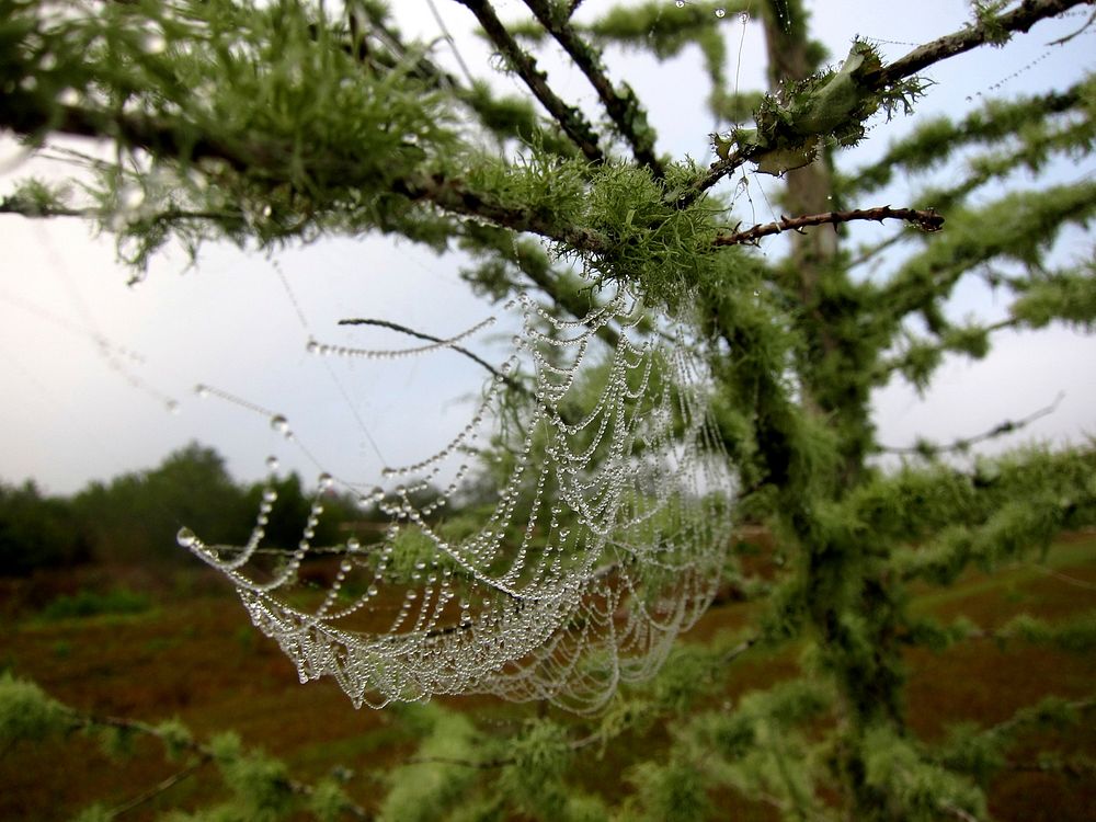 Dew on spider web.