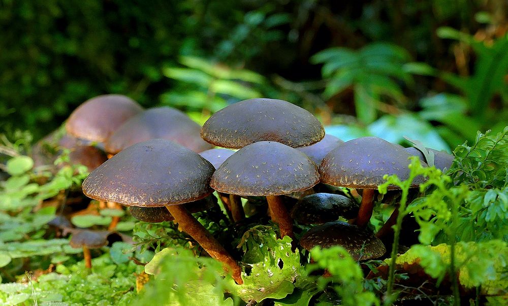 Hypholoma brunneum is a wood-rotting fungus grows on decaying wood usually in dense clumps, possibly only in Australia-NZ.