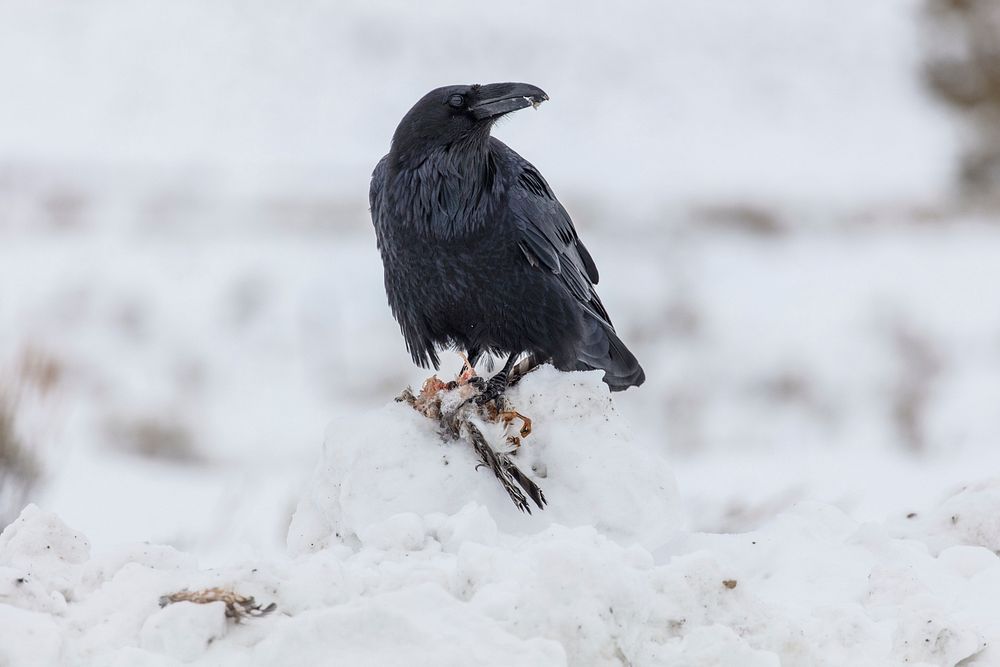 Black raven in the snow. Original public domain image from Flickr