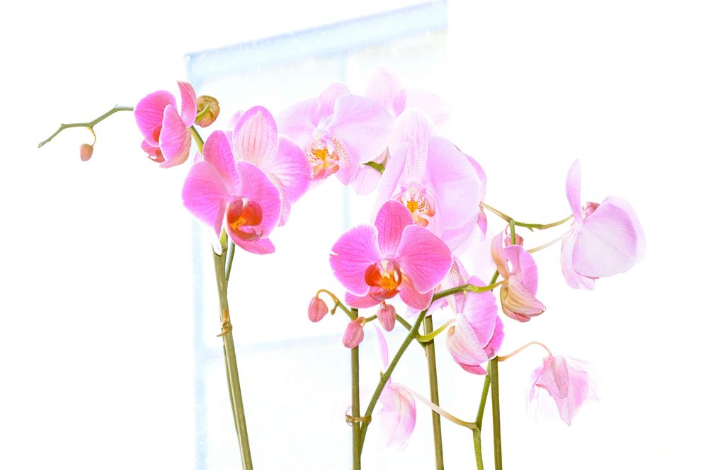 Orchids. Original public domain image from Flickr