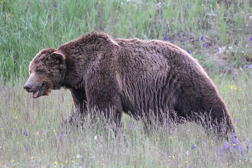 Grizzly bear on Dunraven Passby Eric Johnston. Original public domain image from Flickr
