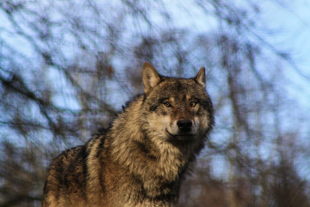 Wolf. Original public domain image from Flickr