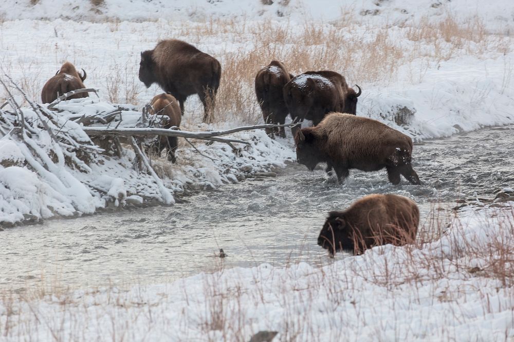 Bison group crossing the Gardner River by Jacob W. Frank. Original public domain image from Flickr
